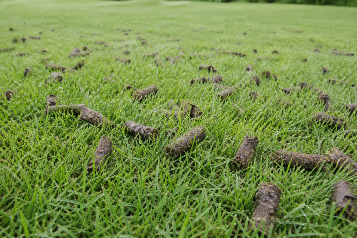 Understanding Lawn Aeration Cost: A Practical Guide for Appleton and Fox Cities Homeowners